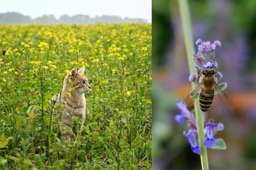 Que faire si votre chat est piqué par une abeille ou une guêpe ?