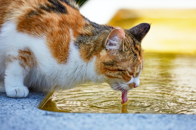 Comment faire boire un chat plus d’eau ?