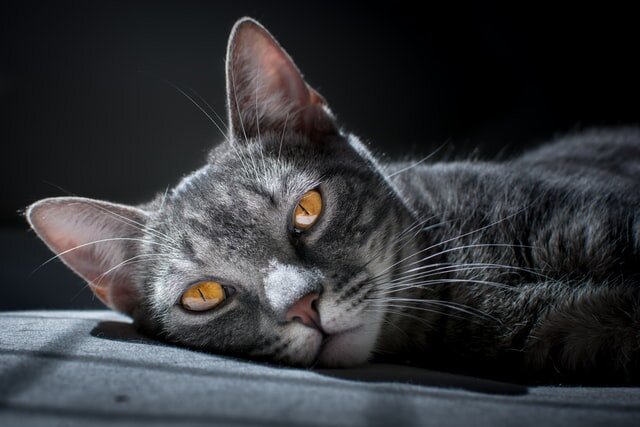 Les yeux qui pleurent chez le chat : causes et traitement