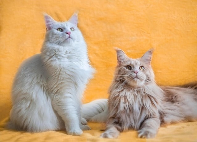 6 méthodes efficaces pour faire cohabiter deux chats