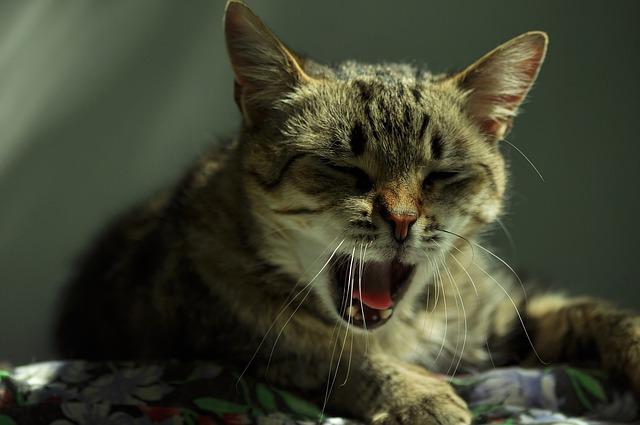 11 causes courants d’un chat qui mâche dans le vide