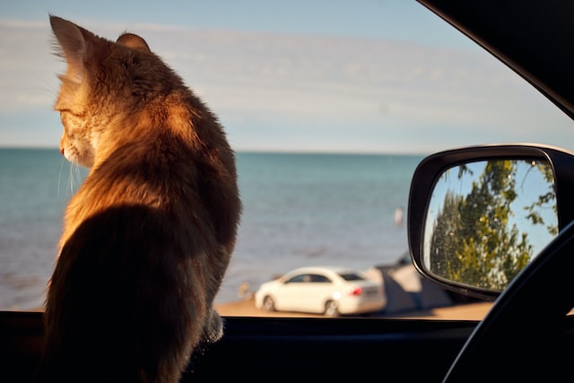 Pourquoi un chat ouvre la gueule en voiture ?