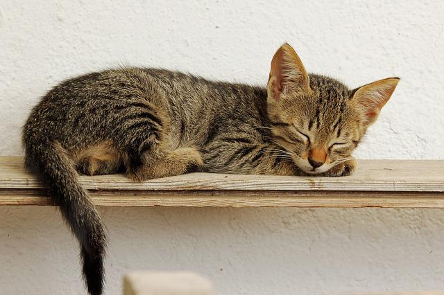 Pourquoi un chat bouge la queue quand il dort ?