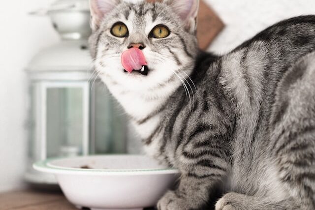 Pourquoi un chat miaule après avoir mangé ?