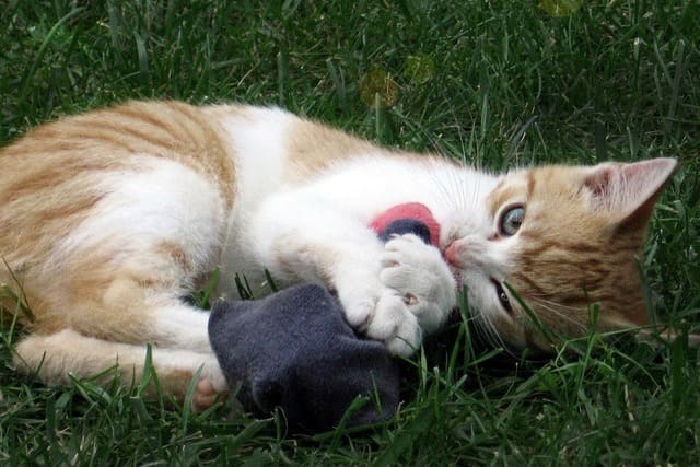 Pourquoi mon chat me ramène des chaussettes ?