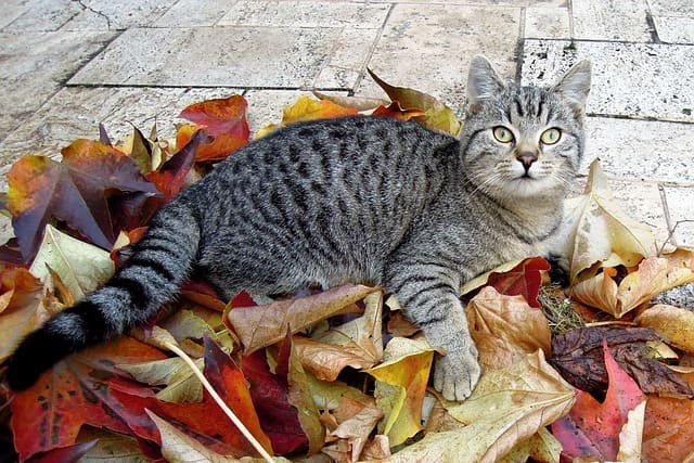 Pourquoi mon chat m’apporte-t-il des feuilles ?