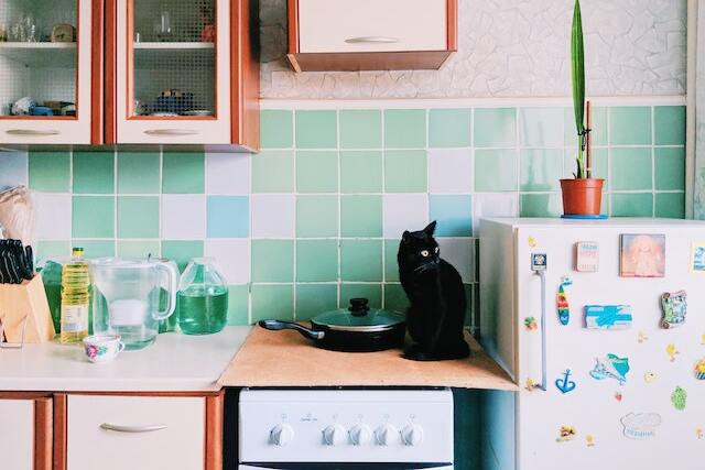 Comment protéger un chat de la plaque de cuisson ?