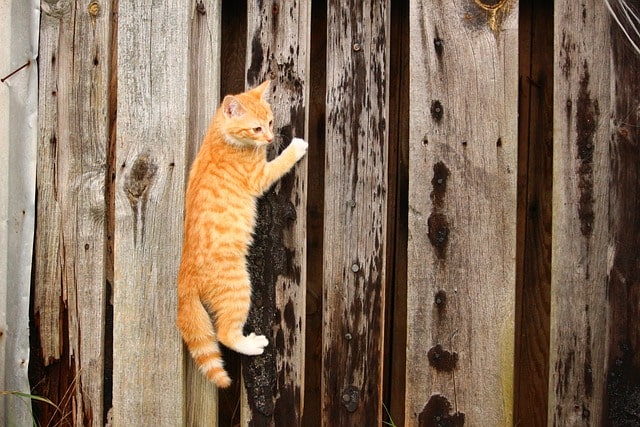Pourquoi mon chat grimpe les murs ? (6 raisons et prévention)