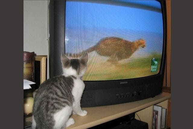 Pourquoi mon chat se met-t-il devant la télé ?