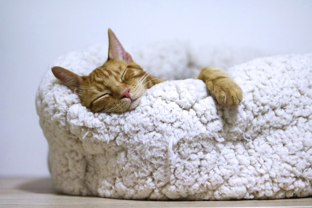 5 conseils pratiques pour endormir un chat la nuit