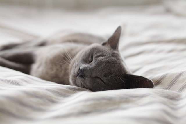 Puces de chat dans le lit : 5 étapes pour s’en débarrasser