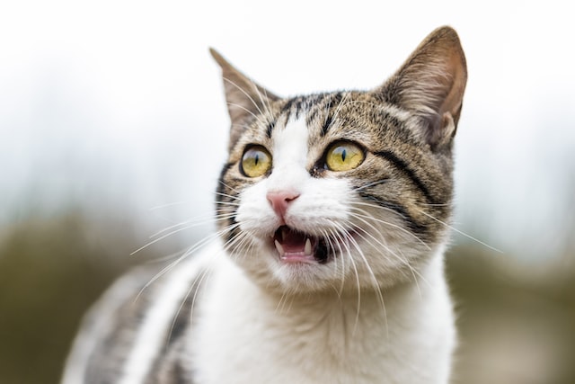 5 signes que votre chat a mal aux dents