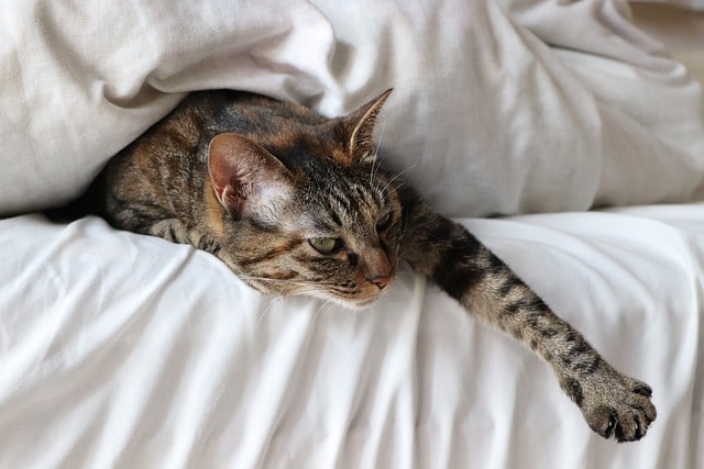 Mon chat se réveille trop tôt – Que dois-je faire ?