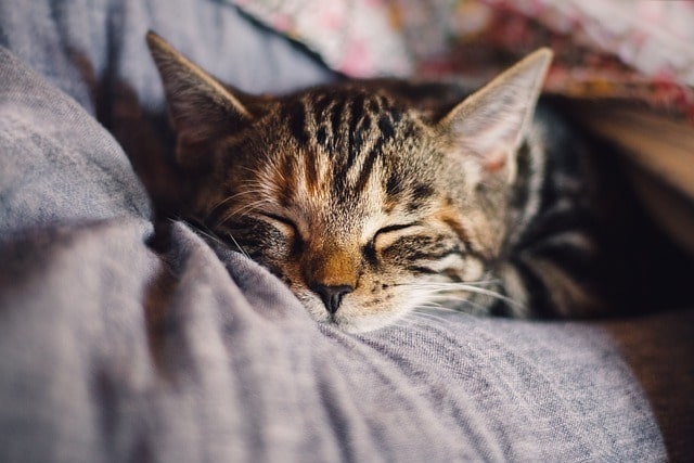Que signifie si votre chat dort sur votre ventre ?