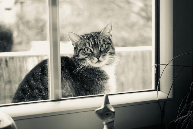 Chat inconnu qui miaule à la fenêtre , quelle signification ?