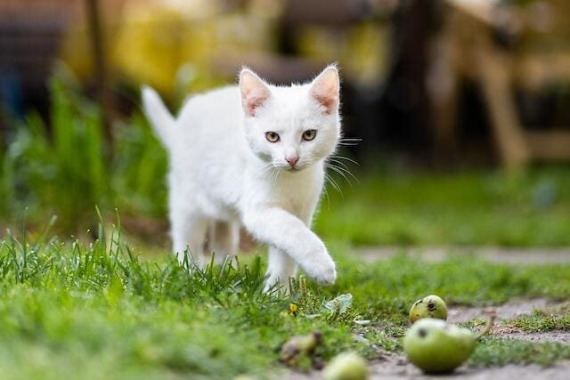 Empêcher un chat de faire caca dans le jardin : 8 idées à essayer