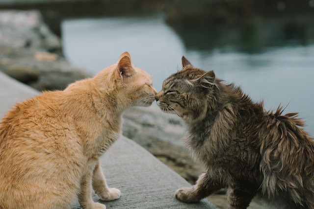 Pourquoi les chats se sentent le nez ?