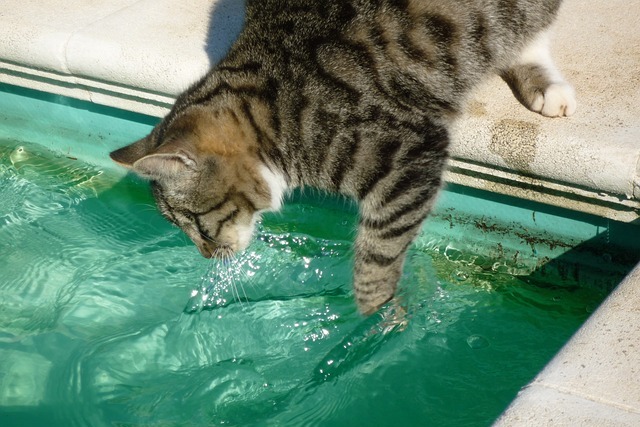 Mon chat est tombé dans la piscine : Que dois-je faire ?